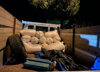 Prinși cu porumbul în sac, la ceas de seară