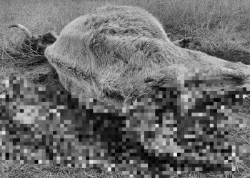 Șacalii țin Delta sub TEROARE!