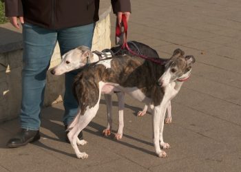 Animalele și frica de artificii. Ce spun specialiștii