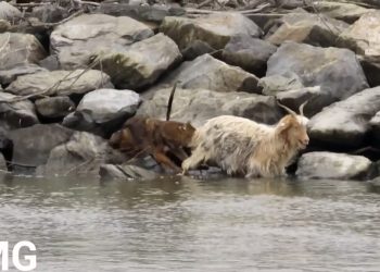 Imagini șocante! Un ȘACAL atacă o turmă, chiar în apropierea ciobanului