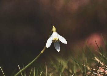 În România, ca în Dubai. 18 ianuarie, 21-22 de grade Celsius