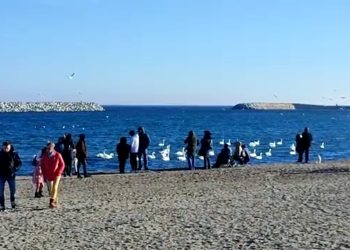 Sute de lebede au poposit pe malul mării, la Eforie