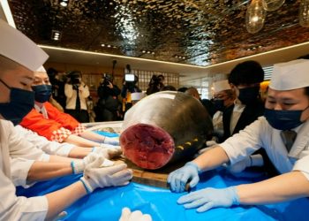 Ton roșu de 212 kilograme, vândut la licitație pentru 257.000 de euro