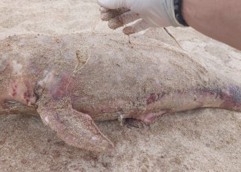 Alarmant! Delfinii din Marea Neagră, în real PERICOL