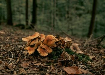 Din ce a câștigat Regia Naţională a Pădurilor peste 34 de milioane de lei