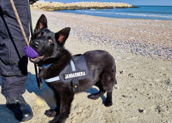 Thor, cel mai nou și mai tânăr coleg al jandarmilor constănțeni