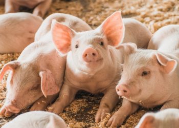 APIA primeşte cereri de plată pentru bunăstarea animalelor. Află până la ce dată