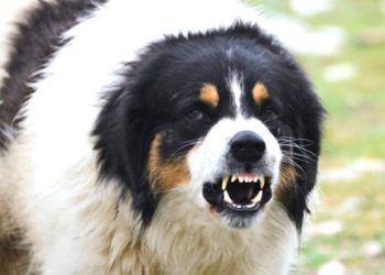 Încă o femeie a murit, după ce a fost muscată de un câine, în Capitală