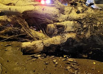 Vântul puternic a creat probleme în mai multe zone din județul Constanța