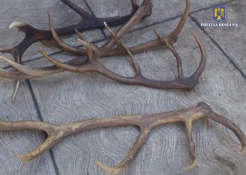 Cercetat pentru nerespectarea regimului armelor și munițiilor și contrabandă calificată