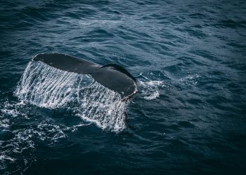 Mai multe balene au eșuat în nordul Ciprului, după cutremurul din Turcia