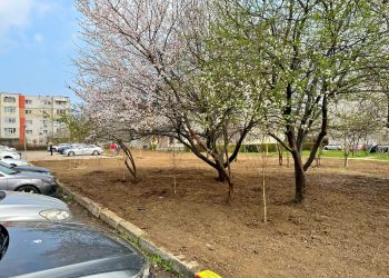 Parc cu mesteceni, în amintirea celor dragi, la Constanța