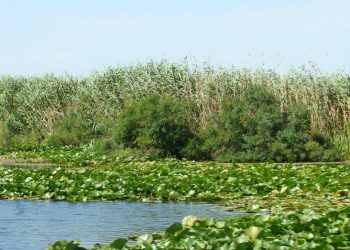 Dragarea canalului Bîstroe, un pericol pentru fauna din Delta Dunării!
