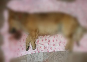 Anchetă în „Pandemia Otrăvurilor”: Ieri Murfatlar, azi Fălticeni!