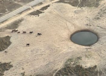 Vești bune din Delta Dunării. Crește numărul cailor crescuți în libertate!