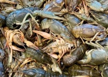 Pescarii de raci, așteptați la ARBDD să depună cereri