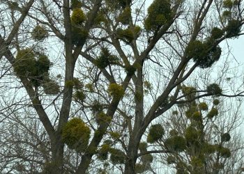 Sub vâsc, în martie (FOTO) 