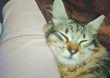 Ce poze mai încarcă românii când plătesc factura la energie – cu centrale, peisaje sau… pisici (FOTO) 