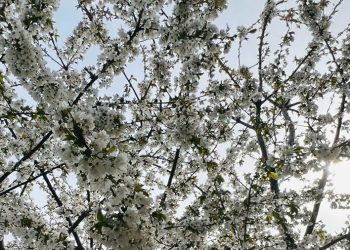 Primăvara aduce vreme schimbătoare în Dobrogea