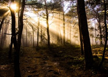 APIA primește Cereri de plată pentru angajamentele de silvomediu