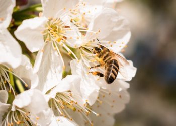 Cum va fi vremea de sărbători?