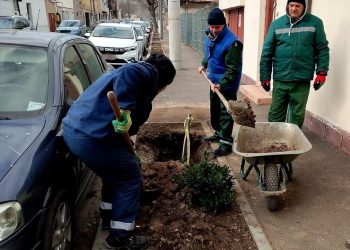 Aproximativ 600 de arbori au fost plantați în zonele cu spațiu verde din Constanța