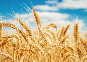 România va fi protejată prin decizia Comisiei Europene de stopare a importurilor de cereale din Ucraina