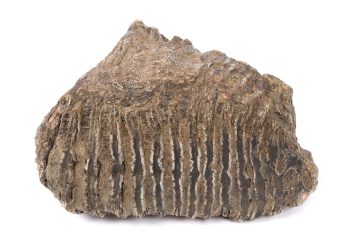 Molar de mamut fosilizat, vechi de 100.000 de ani scos la licitație