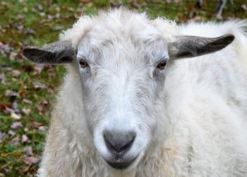 Atenţie la carnea de miel! Avertismentul specialiştilor ANPC