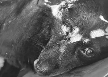 Orori pe bani publici. Cățel chinuit de hingheri, în Eforie!