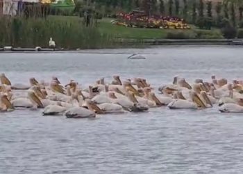 Spectacol pe Siutghiol! Scurt popas al pelicanilor, în drumul spre Deltă