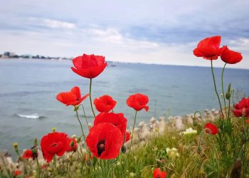 Peisaj de basm, la malul mării. Au înflorit macii