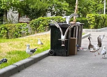 Pescărușii, de la prieteni… la inamici! (FOTO/VIDEO)