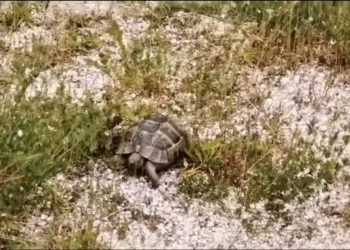 O broască țestoasă, ținută ilegal în captivitate, a primit o nouă șansă la libertate (VIDEO)