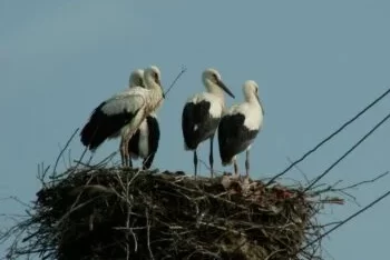 A început recensământul berzelor albe