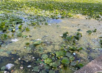 Lacul cu NUFERI din Neptun: pe afară paradis, înăuntru…dezastru ecologic
