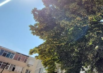 Zile de iunie, pline de parfum de tei în Constanța