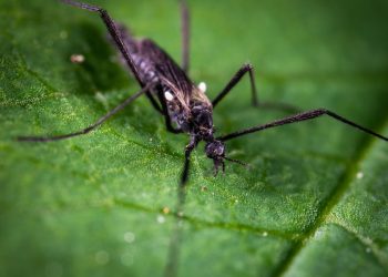 Țânțarii, responsabili pentru o nouă boală