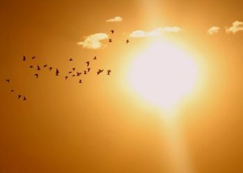 Vine canicula! Iată recomandările specialiștilor