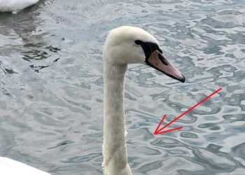 Chinul lebedelor din sudul litoralului. Pescarii le lasă capcane!