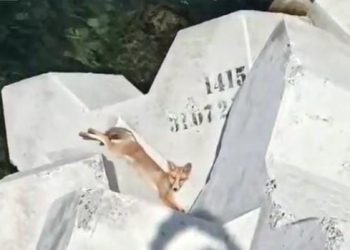 VULPIȚA a ieșit la bronzat, în Eforie (VIDEO)