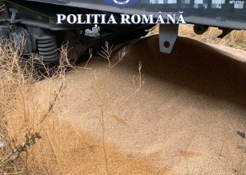 Doi bărbați din Constanța, reținuți după ce ar fi furat 500 de kilograme de grâu