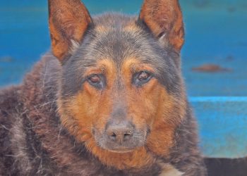 Un cățel loial și ascultător își caută stăpân