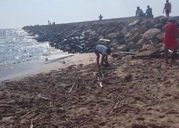 Plajă acoperită de crengi și lemne, la Eforie Nord (VIDEO)