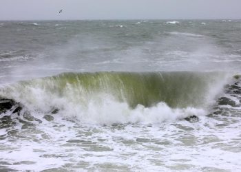 Cod GALBEN de vânt în Dobrogea