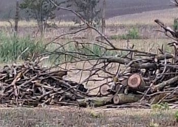 Primarul drujbelor, acuzat: „Taie livada cu nuci și dă lemnul rudelor!“