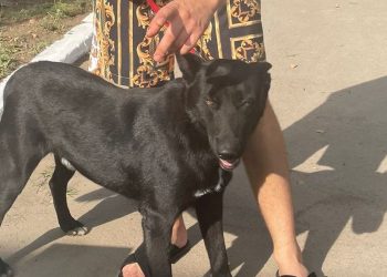 Dante, un cățel fericit! O nouă adopție la Adăpostul public de animale abandonate Constanța