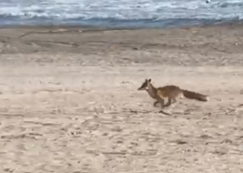 Apariție inedita pe litoral! O vulpe, surprinsă pe plaja din Eforie Sud (VIDEO)