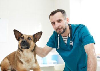 Microciparea, soluția salvatoare pentru câinii din Constanța