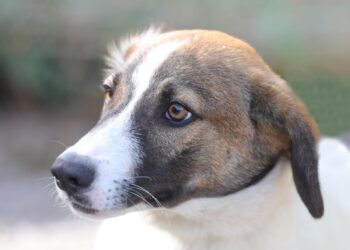 Peste 220 de cățeluși abandonați au fost adoptați în municipiu